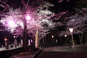 船岡山のぼんぼり点灯時の桜の画像