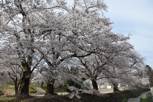 片貝小学校の桜の画像