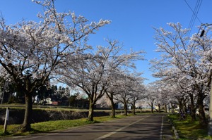 土川の桜の画像