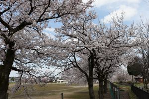 小千谷西高校脇の桜の画像