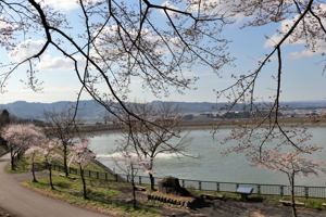 山本山調整池の桜の画像