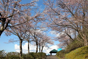 中道ポケットパークの桜の画像