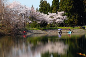 谷内池の桜の画像