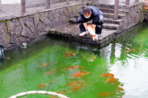 庭園の池に錦鯉を放流する画像