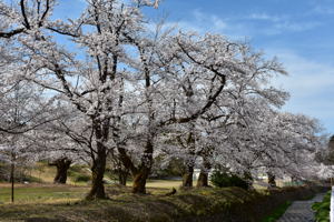 片貝小学校付近の桜の画像