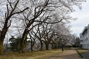 片貝中学校付近の桜の画像