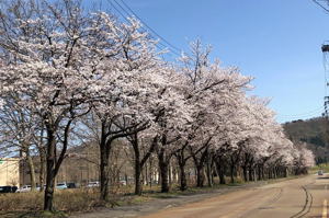 千谷工業団地の桜の画像