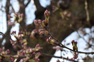 船岡公園の桜の画像