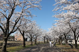 土川の桜の画像