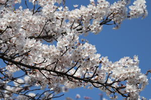 土川の桜の画像