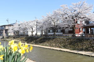 城内の桜の画像