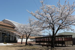 総合体育館の脇の桜の画像