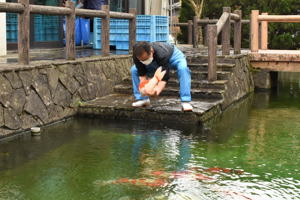 池に錦鯉を放流している画像