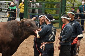 取組後の牛と笑顔の勢子の画像