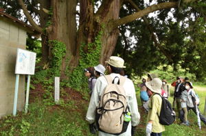 澤山神社の大杉を見る参加者の画像