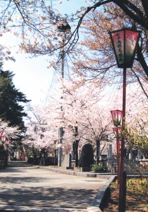 船岡公園　桜