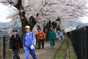 満開の桜の下を歩く参加者の画像