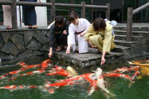 錦鯉の里でのエサやり体験の画像