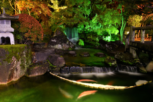 ライトアップされた錦鯉と日本庭園の画像