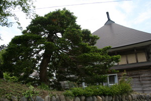 おっこの木と古民家の画像