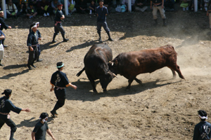 勝敗がつく寸前の牛の画像