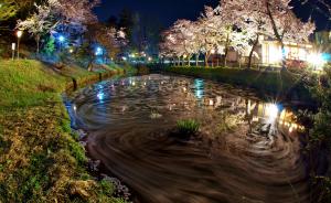 at the funaoka park cherry blossom 