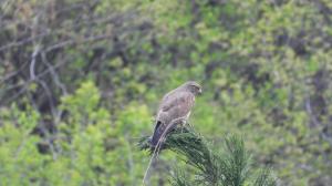 grey-faced buzzard