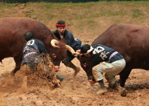 bull sumo wrestling