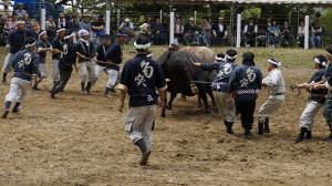 bull sumo wrestling