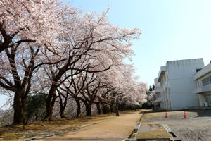 片貝中学校付近の桜並木の画像