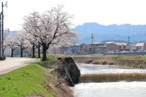 土川地区の桜と茶郷川の画像