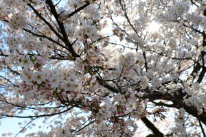 ぽっぽの里公園の桜の画像