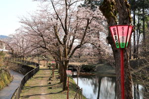 船岡公園の桜とぼんぼりの画像