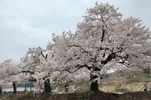 片貝小学校の桜並木の画像