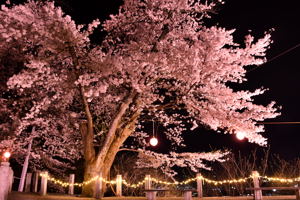 船岡公園の桜とぼんぼりの画像