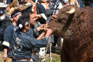 牛の鼻に紐を通す勢子の画像