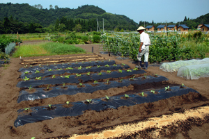 苗植えが完了した畑の画像