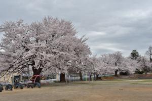 片貝小学校の桜の画像