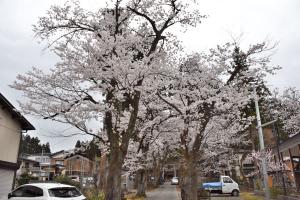 浅原神社の桜の画像