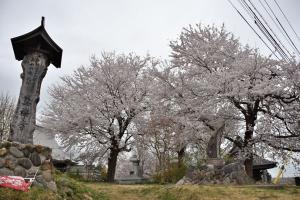 真福寺の桜の画像