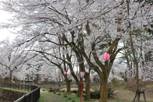 船岡公園の桜の画像