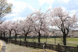 小千谷西高校脇の桜並木の画像