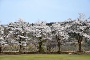 南小・中学校の桜並木の画像