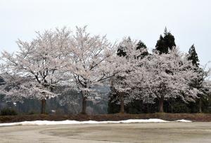 真人小学校跡地の桜の画像