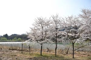 信濃川沿いの桜の画像