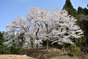 川井地区の桜の画像