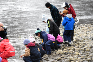 信濃川にサケの稚魚を放流する児童の画像