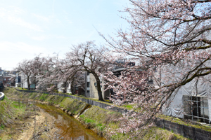 桜の画像