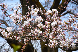 桜の画像