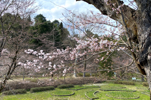 桜の画像